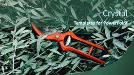  Presentation with olive tree - PPT theme enhanced with high-angle-view background and a  colored foreground