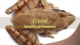  Presentation with frog - PPT theme having toad - high angle view background and a tawny brown colored foreground
