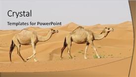  Presentation with camel caravan - PPT layouts consisting of camels in the dubai desert background and a light gray colored foreground