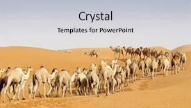  Presentation with dubai - Audience pleasing theme consisting of camels in the dubai desert backdrop and a light gray colored foreground