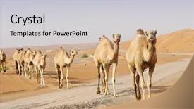 Presentation with dubai - PPT layouts featuring camels in the dubai desert background and a light gray colored foreground