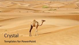  Presentation with camel caravan - Theme enhanced with camels in the dubai desert background and a yellow colored foreground