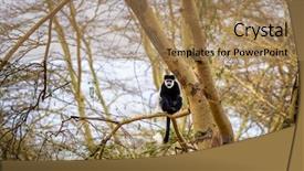  Presentation with monkey - Presentation design featuring high in the yellow fever background and a coral colored foreground