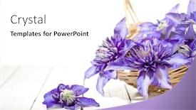  Presentation with clematis - PPT theme enhanced with high-key-image-of-blue background and a white colored foreground