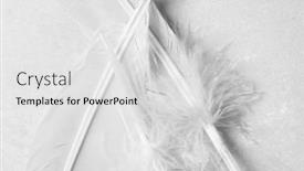  Presentation with key - PPT layouts having high-key-white-feathers background and a light gray colored foreground