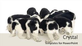  Presentation with electric vehicle high voltage - Amazing theme having high of stabyhoun puppies eat backdrop and a  colored foreground