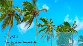  Presentation with sky blue - Colorful slides enhanced with high-palm-on-background backdrop and a cyan colored foreground