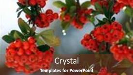  Presentation with high quality - Presentation theme enhanced with high quality digital media asset background and a tawny brown colored foreground