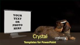  Presentation with high tech - PPT layouts enhanced with high tech dog - dachshund playing with gaming system looking at monitor isolated on black background background and a tawny brown colored foreground