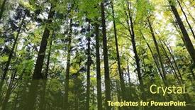  Presentation with trees forest lumber - Amazing slide deck having high trees in the forest backdrop and a tawny brown colored foreground