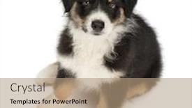  Presentation with australian - Presentation design featuring high view of an australian shepherd puppy 2 months old sitting and looking at camera against white background background and a coral colored foreground