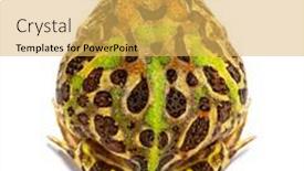  Presentation with frog - Slides featuring high-view-on-a-cranwell background and a yellow colored foreground