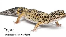  Presentation with white and yellow - Audience pleasing slides consisting of high yellow leopard gecko eublepharis backdrop and a white colored foreground