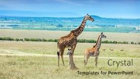  Presentation with families - Colorful slide set enhanced with highest-terrestrial-animal backdrop and a mint green colored foreground