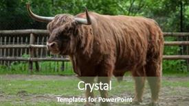  Presentation with domestic animal - PPT theme having highland cattle bos primigenius taurus background and a  colored foreground