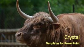  Presentation with domestic animal - Beautiful presentation theme featuring highland cattle bos primigenius taurus backdrop and a  colored foreground