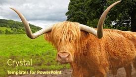  Presentation with cattle - Colorful PPT theme enhanced with highland cattle on the meadow scotland backdrop and a tawny brown colored foreground