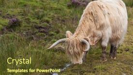  Presentation with cattle - PPT theme enhanced with highland cattle or scottish cattle photographed on isle of skye background and a tawny brown colored foreground