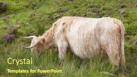  Presentation with cattle - Theme consisting of highland cattle or scottish cattle photographed on isle of skye background and a tawny brown colored foreground