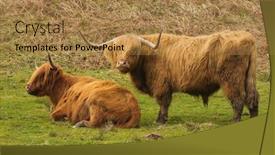  Presentation with cattle - Theme featuring scottish highlands - highland cattle scotland background and a coral colored foreground