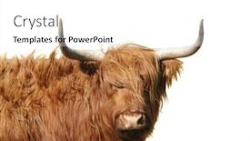 Presentation with long hair - Beautiful presentation featuring scottish highlands - highland cattle with wind blowing backdrop and a white colored foreground