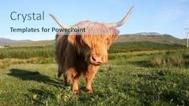  Presentation with archaeological scottish - Cool new presentation theme with highland-cow-in-scottish-field backdrop and a sky blue colored foreground