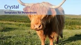  Presentation with cow - Slides having highland cow in scottish field background and a sky blue colored foreground