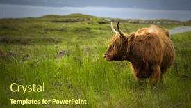  Presentation with cow - Presentation theme with highland cow standing in a field with a loch in background background and a tawny brown colored foreground