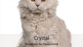  Presentation with fold - Presentation design consisting of highland fold 4 years old in front of a white background background and a mint green colored foreground