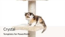  Presentation with fold - Slide deck consisting of highland-fold-or-straight-kittens background and a lemonade colored foreground