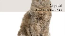  Presentation with fold - Cool new presentation design with highland fold sitting in front of a white background backdrop and a coral colored foreground