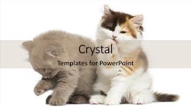  Presentation with fold - Slide set consisting of higland straight and fold kittens sitting having a wash isolated on white background and a coral colored foreground