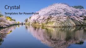  Presentation with japan sakura - Theme consisting of hikone japan sakura cherry trees background and a light blue colored foreground