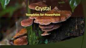  Presentation with fungus - Amazing slides having hill malaysia south east asia backdrop and a tawny brown colored foreground