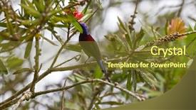  Presentation with red blue yellow - Slide deck having hill malaysia south east asia background and a tawny brown colored foreground