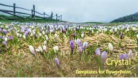  Presentation with flowers - Slide deck with hills covered with crocus flowers background and a tawny brown colored foreground