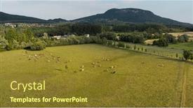  Presentation with grazing - PPT layouts with hills-fields-with-grazing-cows background and a tawny brown colored foreground