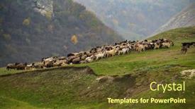  Presentation with grazing - Audience pleasing slide deck consisting of hills-landscape-with-grazing-sheeps backdrop and a tawny brown colored foreground
