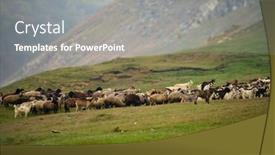  Presentation with grazing - PPT theme featuring hills-landscape-with-grazing-sheeps background and a gray colored foreground