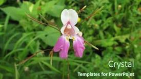  Presentation with pink himalayan salt himalayan salt - Slides enhanced with himalayan-balsam-impatiens-glandulifera background and a tawny brown colored foreground