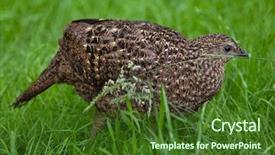  Presentation with safari park beautiful wildlife animal - Slide deck enhanced with himalayan bird - satyr tragopan tragopan satyra also background and a tawny brown colored foreground