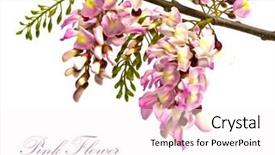  Presentation with queen - Theme having himalayan cherry prunus cerasoides nang paya sua krong queen of royal tiger background and a white colored foreground