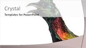  Presentation with keel billed toucan also known - Colorful slide set enhanced with himalayan monal lophophorus impejanus also known as the impeyan monal and impeyan pheasant against white background backdrop and a white colored foreground