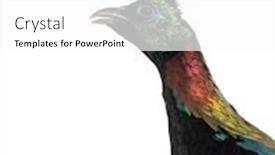  Presentation with keel billed toucan also known - Cool new presentation design with himalayan monal lophophorus impejanus also known as the impeyan monal and impeyan pheasant against white background backdrop and a white colored foreground