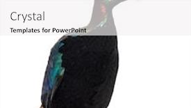  Presentation with keel billed toucan also known - Amazing presentation theme having himalayan monal lophophorus impejanus also known as the impeyan monal and impeyan pheasant standing against white background backdrop and a white colored foreground