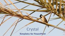  Presentation with date palm - Slides with himalayan-white-cheeked-bulbul background and a sky blue colored foreground