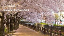  Presentation with japan - Beautiful presentation theme featuring himeji-japan-spring-time-park backdrop and a coral colored foreground