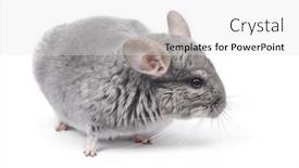  Presentation with diamond - Cool new presentation theme with hinchilla-at-white-background-rare backdrop and a white colored foreground