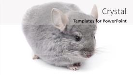  Presentation with diamond - Cool new presentation design with hinchilla-at-white-background-rare backdrop and a light gray colored foreground