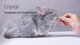  Presentation with diamond - PPT layouts featuring hinchilla-blue-diamond-is-studio background and a light gray colored foreground